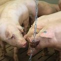 Biting Star Natural for Pigs additional 3