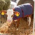 Calf Rug ThermoPlus, 80 cm additional 3