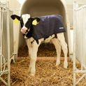 Calf Blanket EasyWear, light additional 3