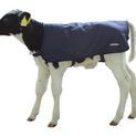 Calf Blanket EasyWear, light additional 2