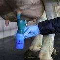 Dipping Cup 300 ml, thick teat dips additional 3