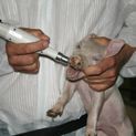 Cordless Tooth Grinder ProPig, additional 2