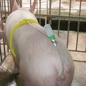 Porcine Insemination Clip additional 2