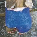 Claw Bandage VETlastic 10 cm additional 3