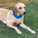 Danish Design Pet Cooling Collar additional 2