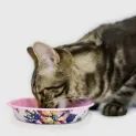 Joules Cambridge Floral Cat Bowl additional 2
