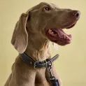 Joules Leather Dog Collar Navy additional 1