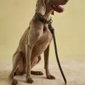 Joules Leather Dog Lead Navy additional 1