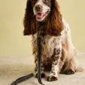 Joules Leather Dog Lead Navy additional 3