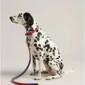 Joules Leather Dog Lead Navy Pink additional 3