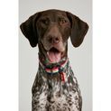 Joules Rainbow Stripe Dog Collar Small additional 3