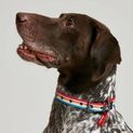 Joules Rainbow Stripe Dog Collar Small additional 6
