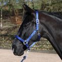 Whitaker Hc172 Pockley Padded Headcollar Royal additional 2