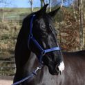 Whitaker Hc172 Pockley Padded Headcollar Royal additional 3