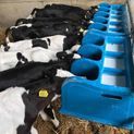 Wydale 5 Teat Calf Feeder additional 2