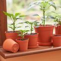 Clever Pots Saucers Pack 5 13cm additional 3