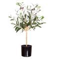 Premier Artificial Olive Plant additional 2