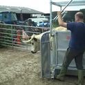 Ritchie Adjustable Highland Cattle Crate additional 4