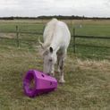 Stubbs Hay Roller Horse Boredom Breaker S428 additional 9