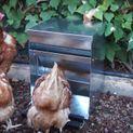 Copele "Safeed" Automatic Poultry Feeder additional 4