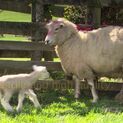 ADLAM Versatile Lambing Harness additional 5