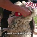 Zipper II Shearer additional 4