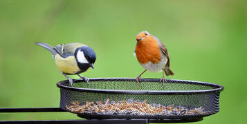 Garden,Birds.,European,Robin,,Erithacus,Rubecula,And,Great,Tit,,Parus