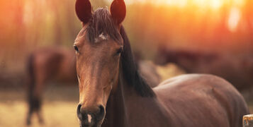 Brown,Young,Horse,Stallions,In,Corral,Farm,,Autumn,Photo.