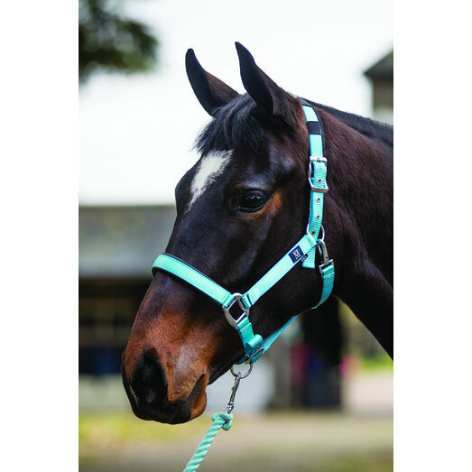 Mark Todd Headcollar Deluxe Padded With Lead Rope Aqua