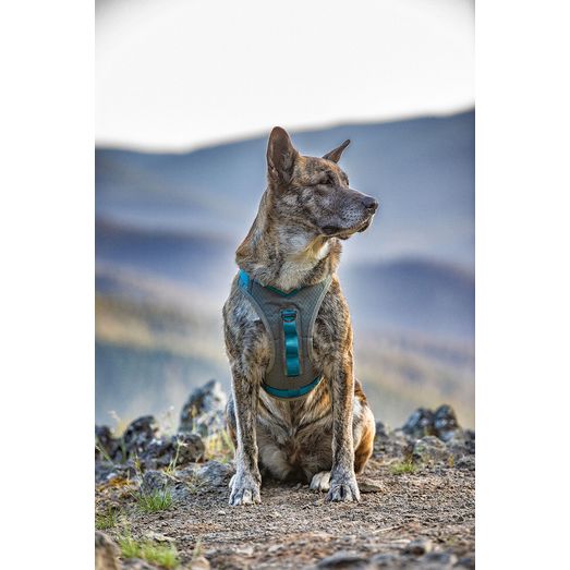 Kurgo Journey Air Harness Blue