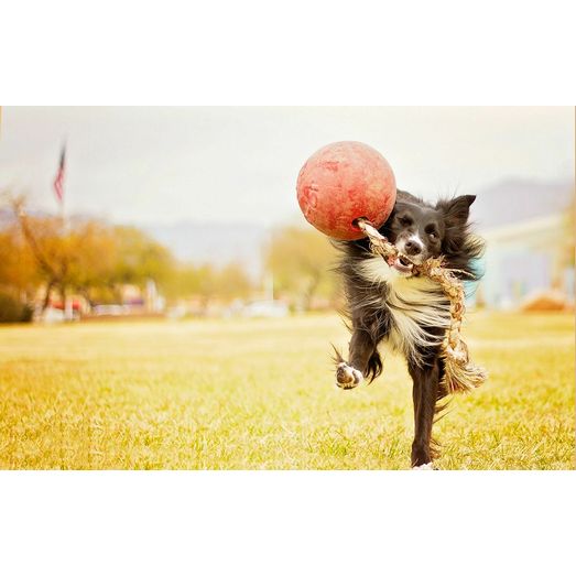 Jolly Pets Romp-N-Roll 6"