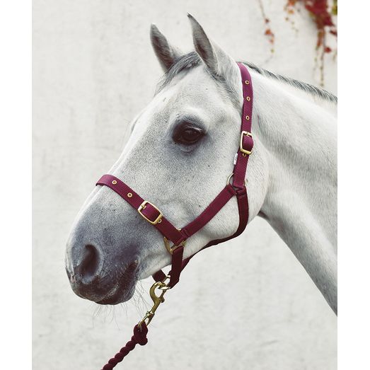 Equi-Sential Economy Web Headcollar Navy