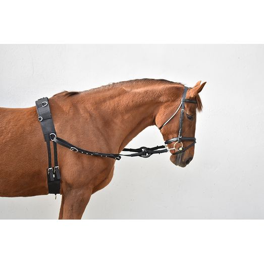 Equi-sential Horse Breaking Set