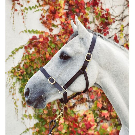 Equisential Leather Headcollar Brown