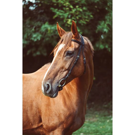 Equisential Nylon Race Exercise Bridle Black