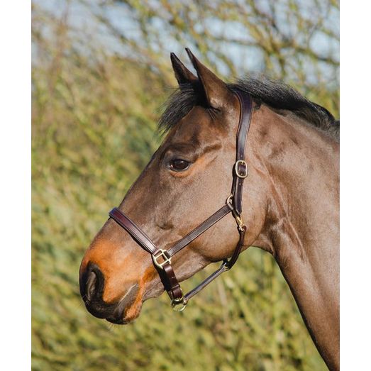 Mackey Legend Helios Leather Headcollar Black