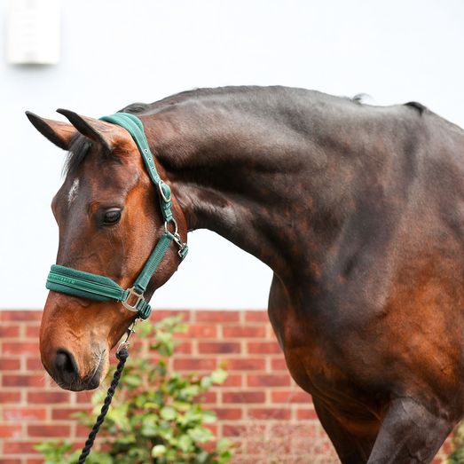Equilibrium Stellar Style Headcollar Green