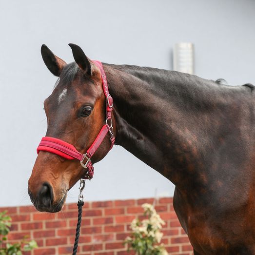 Equilibrium Stellar Style Headcollar Red