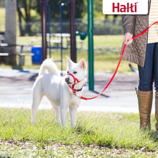 Halti Training Lead Red