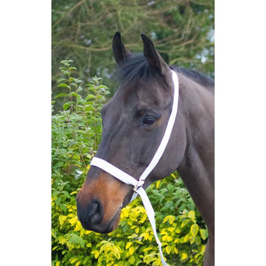 Equi-Sential Show Halter