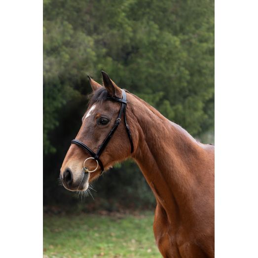 Hy Equestrian Padded Cavesson Bridle with Rubber Grip Reins - Black