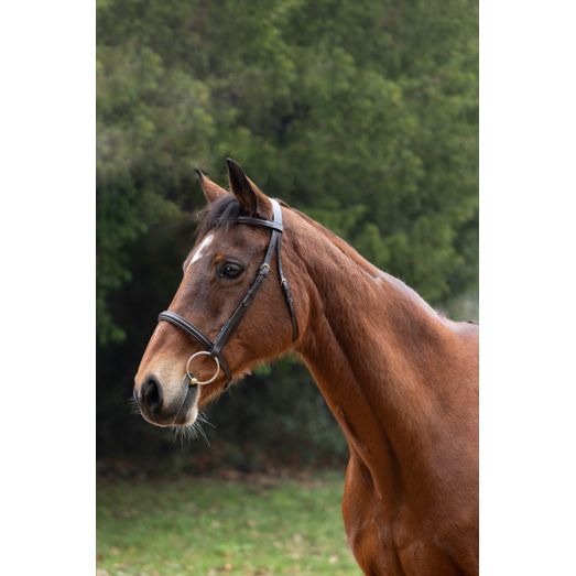 Hy Equestrian Padded Cavesson Bridle with Rubber Grip Reins - Brown