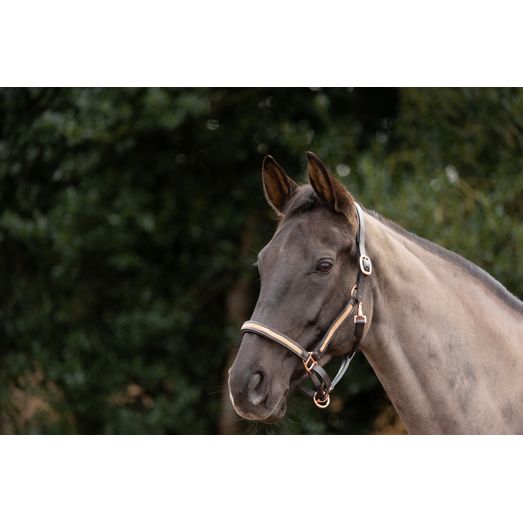 Hy Equestrian Rosciano Rose Gold Head Collar - Brown/Rose Gold