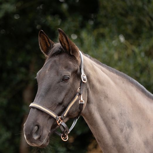 Hy Equestrian Rosciano Rose Gold Head Collar - Brown/Rose Gold