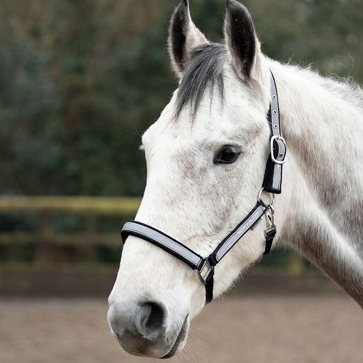 Silva Flash Head Collar by Hy Equestrian - Black/Reflective Silver
