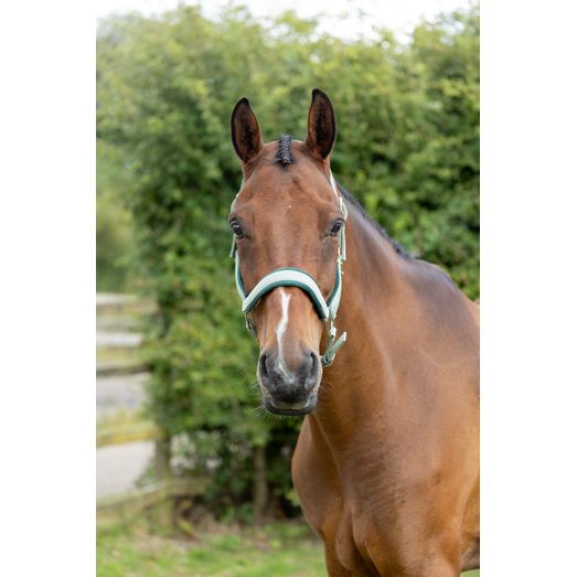 Hy Equestrian Mermaid Shimmer Head Collar and Lead Rope Set - Mint Green