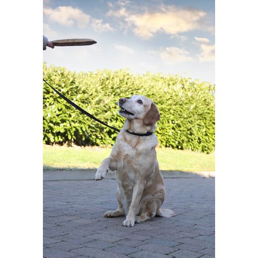 Benji &amp; Flo Interlaced Dog Lead - Blue