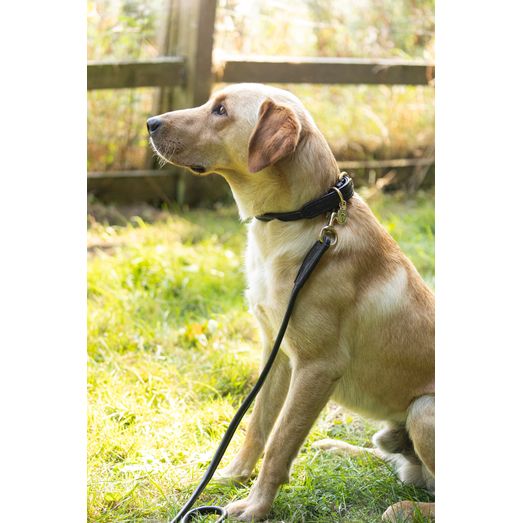 Benji &amp; Flo Superior Rolled Leather Dog Lead - Black/Brass