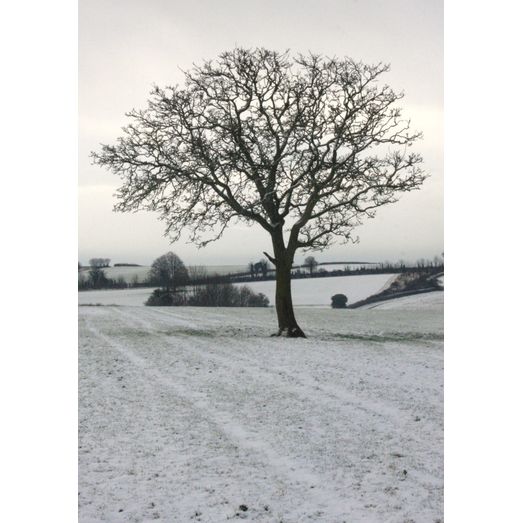 Kevin Milner Christmas Cards