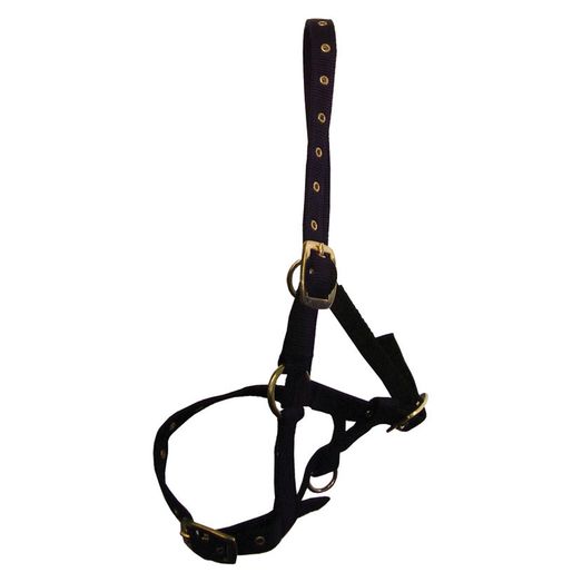 Hy Equestrian Foal Head Collar - Red